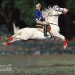 Woman performing Capriole on Lipizzaner horse.