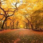 Mùa thu! Mùa của sự bình yên